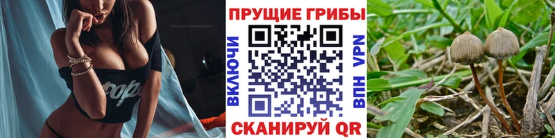 Псилоцибиновые грибы Psilocybe  цены   Анжеро-Судженск 